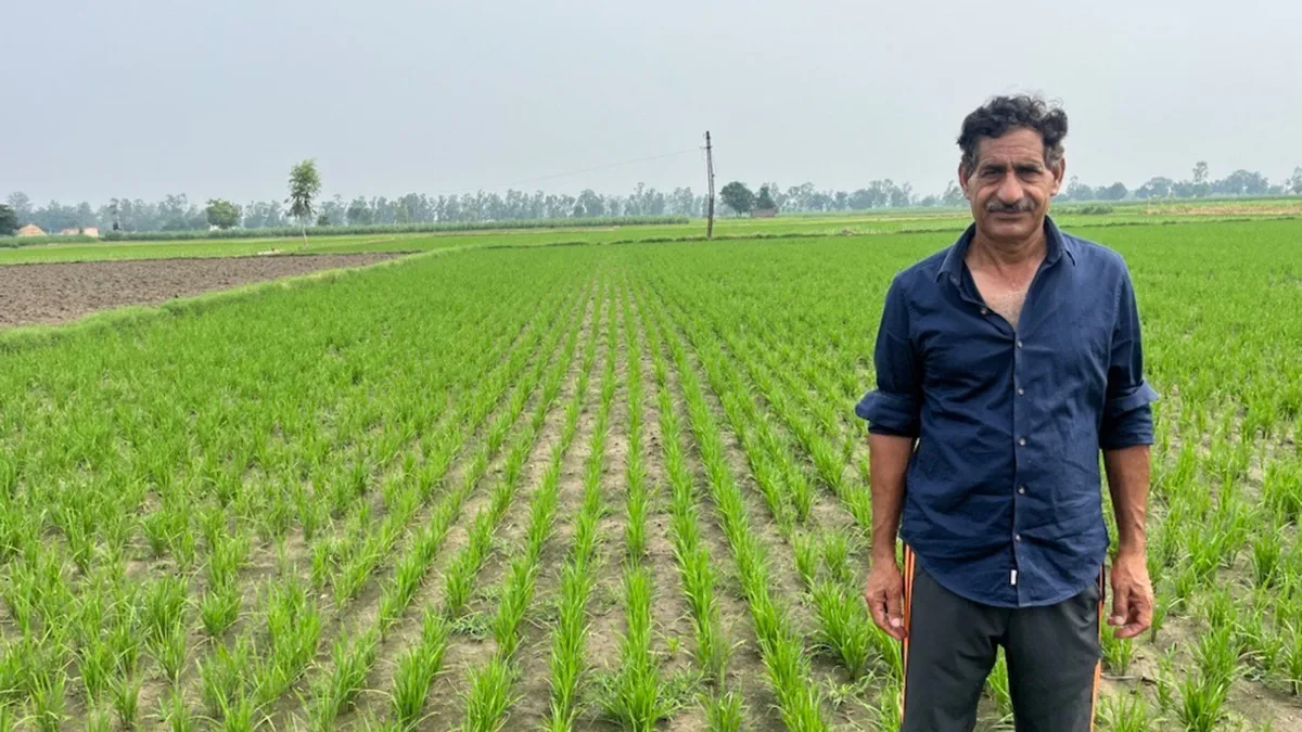 A farmer stands in front of a rice field that was planted using direct-seeding methods.