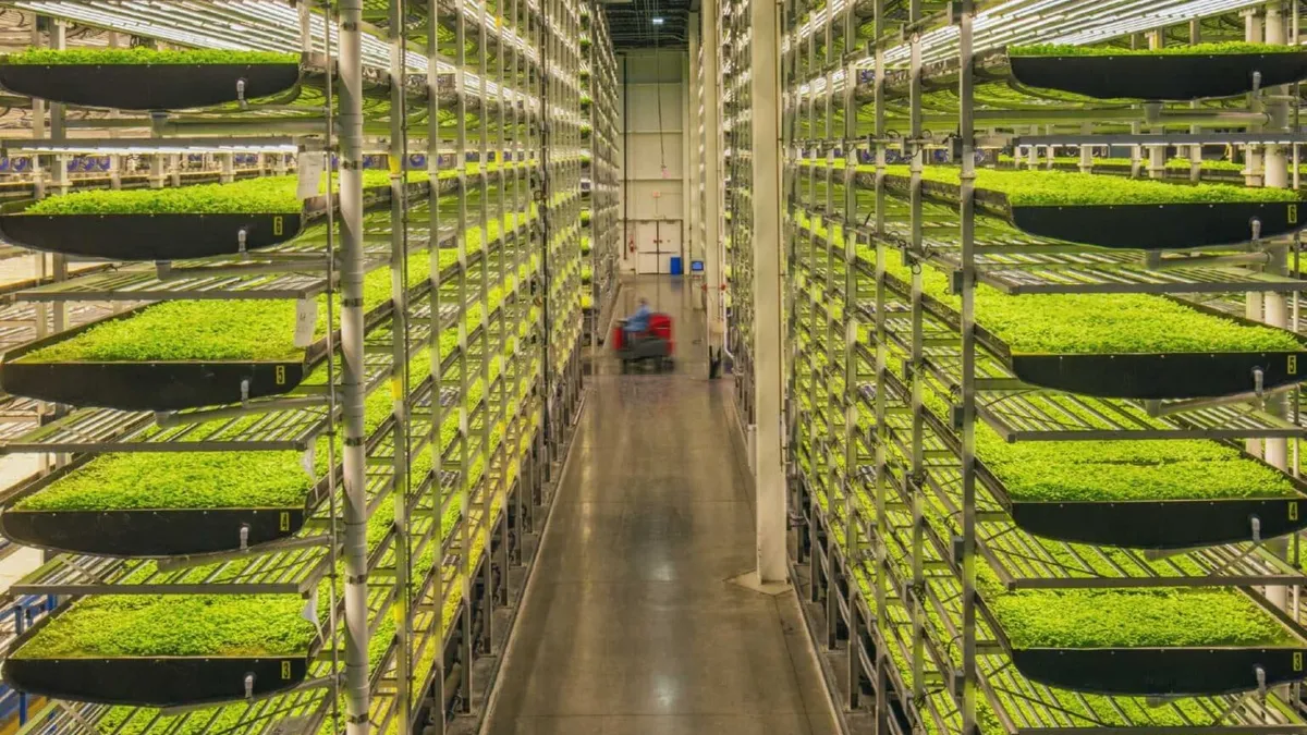 Indoor microgreens grow at an Aerofarm facility.