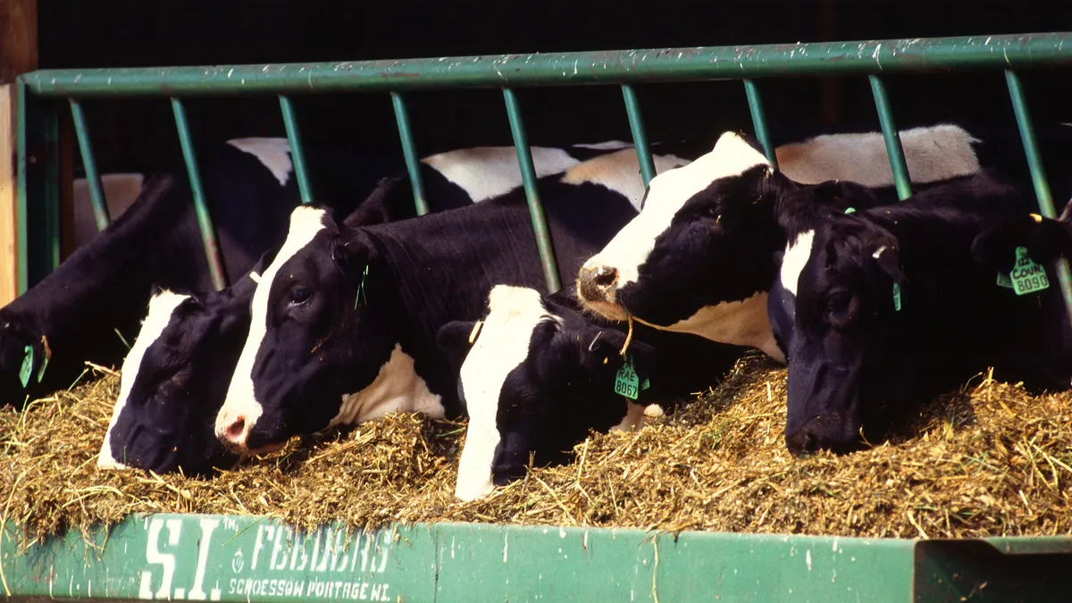 Dairy cows graze