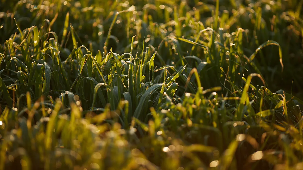 Grass.