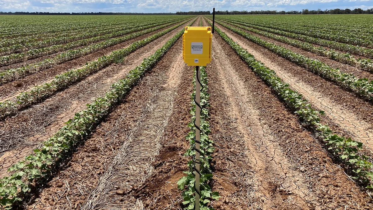 A yellow, box-like sensor is seen on a cotton field