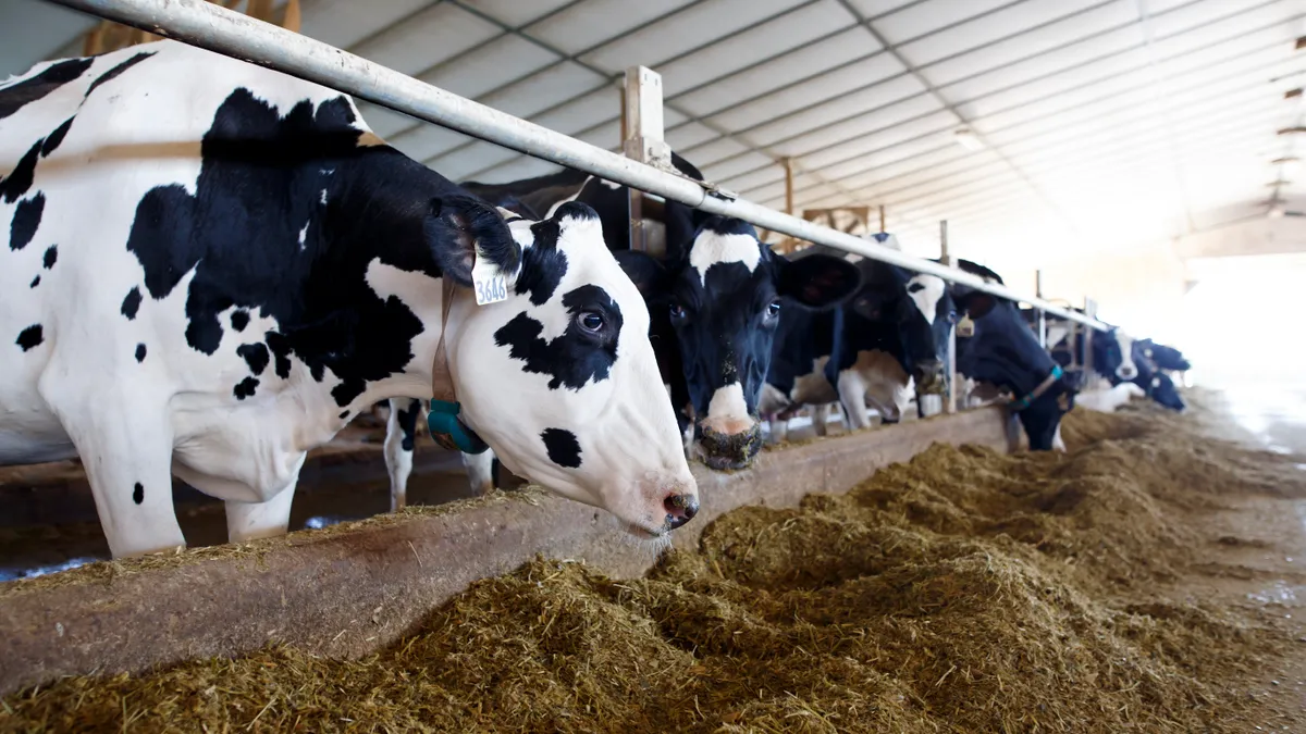 Cows are seen in a barn.