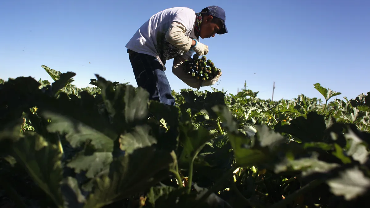 A migrant worker harvests organic zucchini on a farm in Colorado.