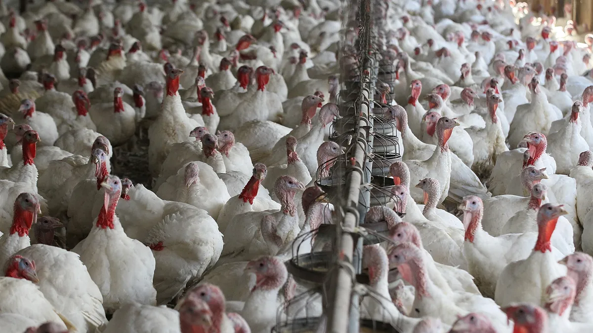 Hundreds of turkeys stand in a barn in California.