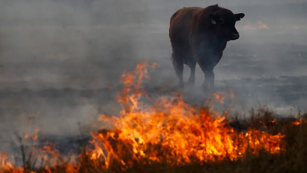 A cow flees from a wildfire in Texas.