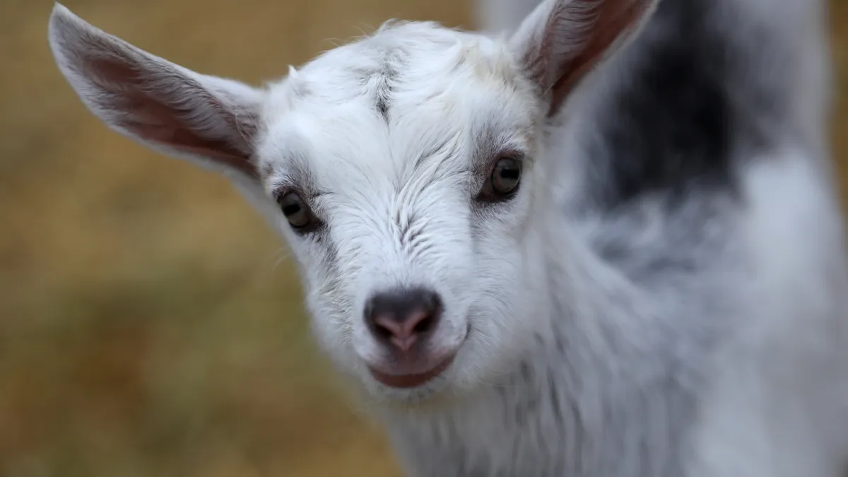 A young goat on a farm.