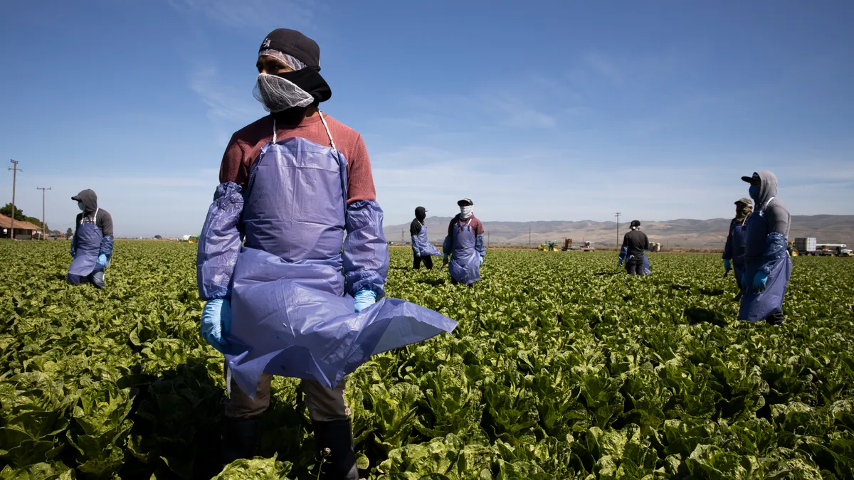 People standing in a field, clad in sweatshirts, plastic aprons and baseball caps, with masks.