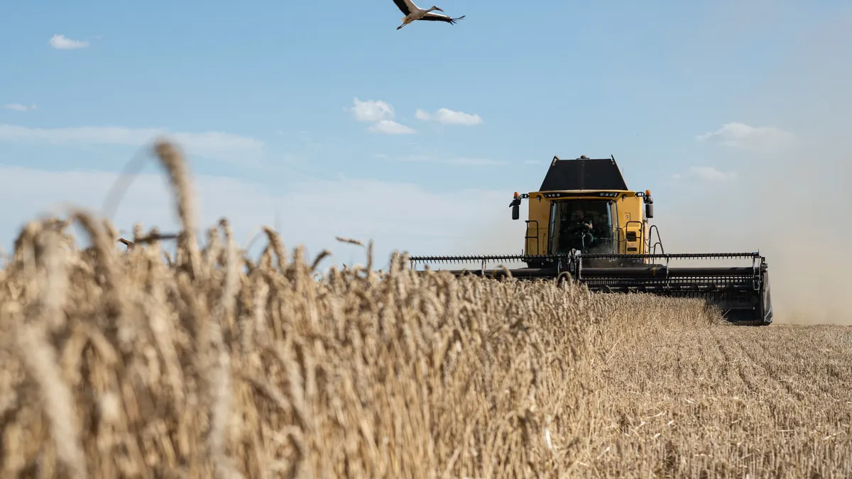 A stork flies above a wheat field as a combine harvests the crops.