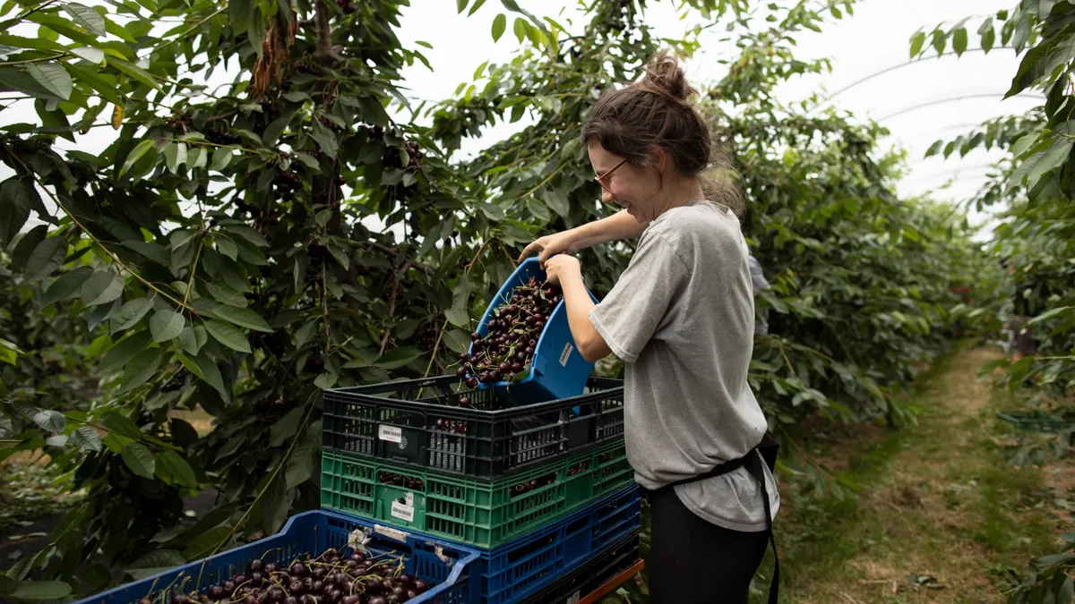 A farmworker empties cherries into a tray.