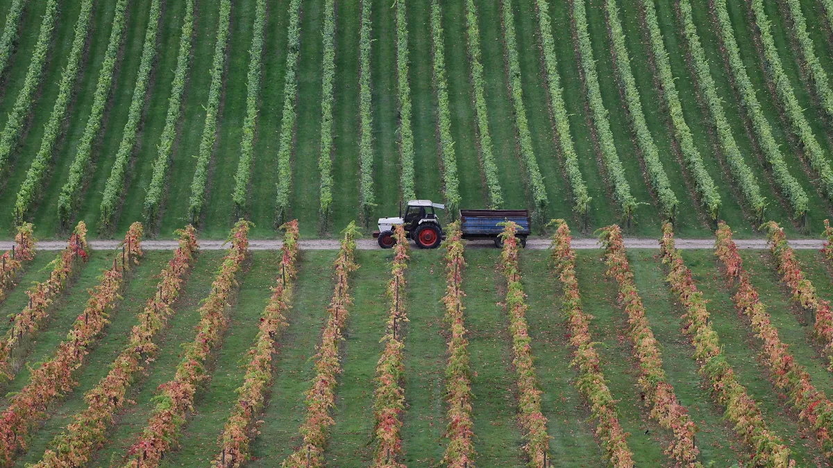 A tractor pulls a trailer past grape vines ready for harvest.