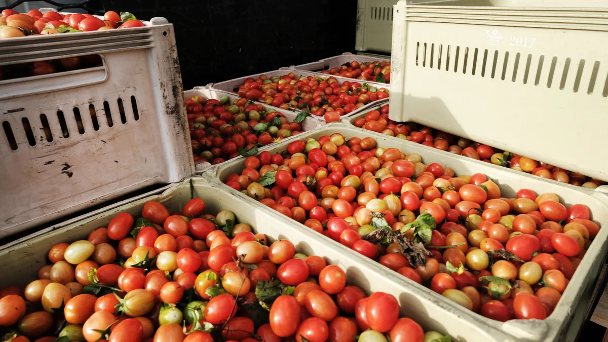 Tomatoes are seen in crates