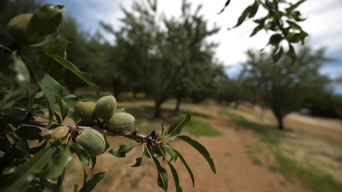 Almonds are seen growing on trees