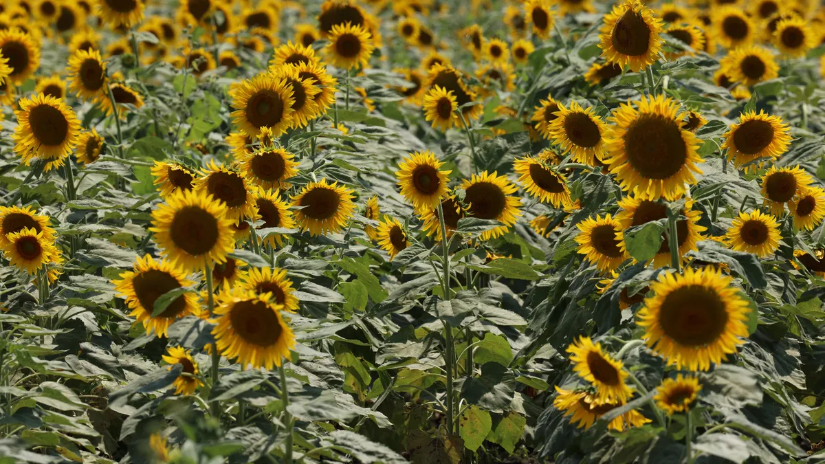 A field of sunflowers are blooming on a hot summer day.