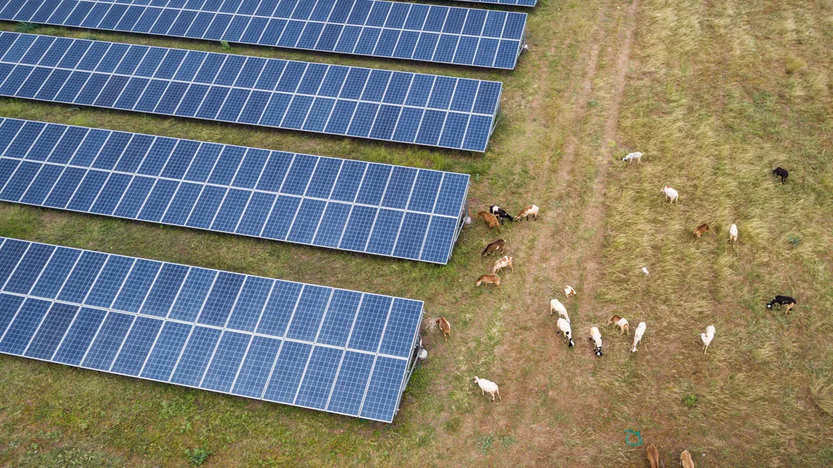 solar panels farms cattle