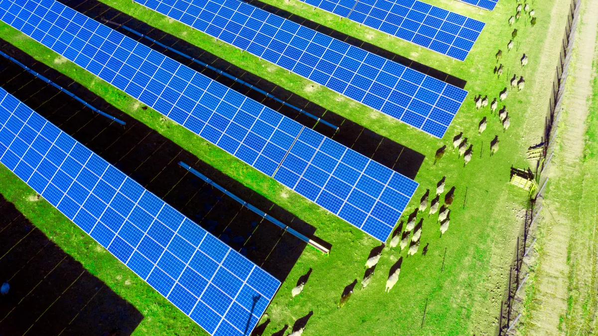 A herd of sheep grazes among solar electric panels.