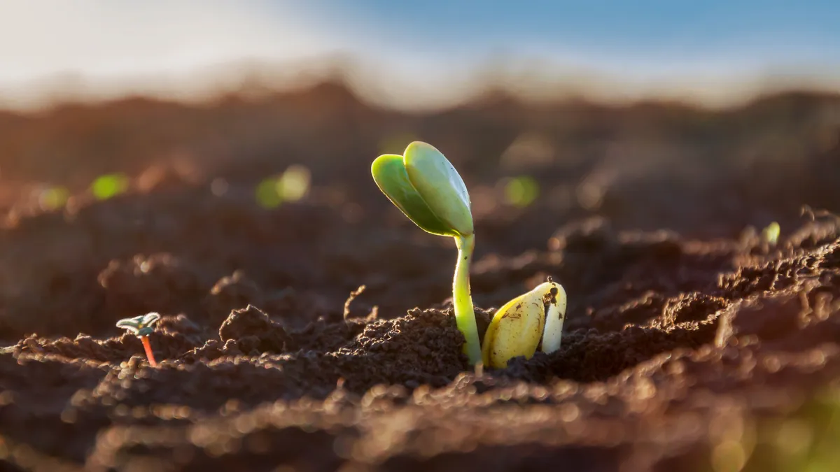 Close-up tender first sprouts of soybean in the open field.