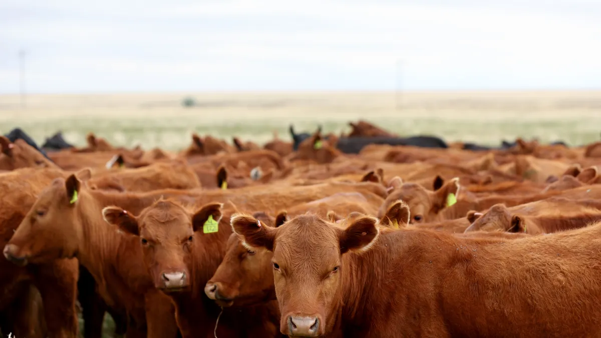 A group of brown cows with yellow tags on their ears stand in a pasture