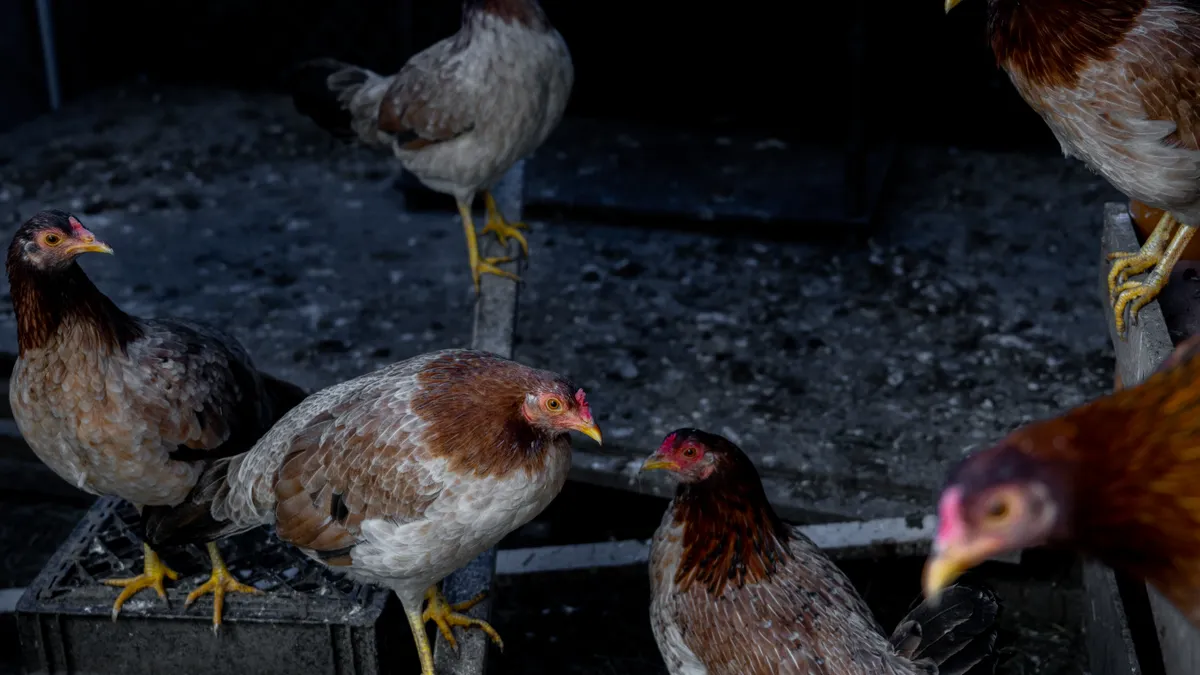 Chickens are seen walking around an enclosed space