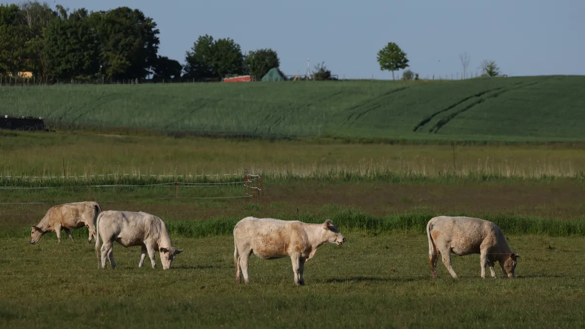 White cows graze on peatland