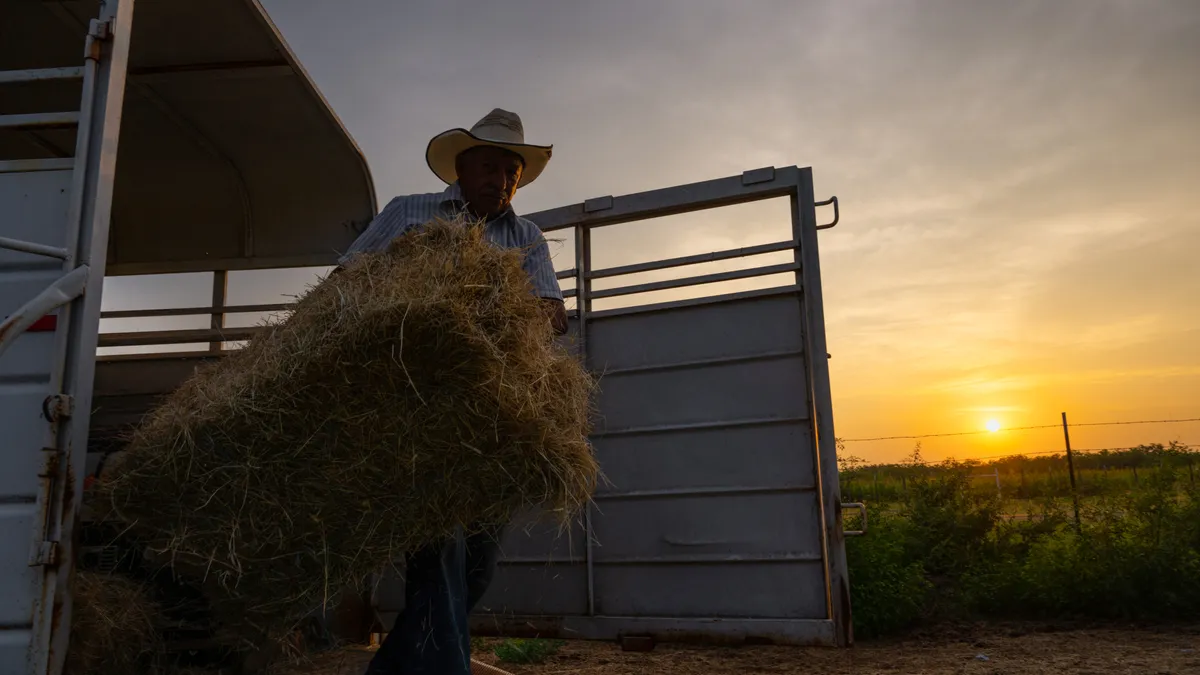 A farmer carrying a bale of hay is seen