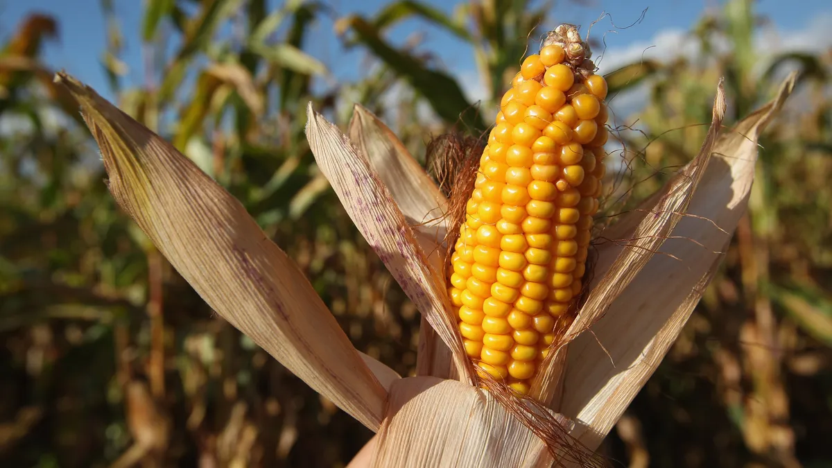 A corn harvest is underway.