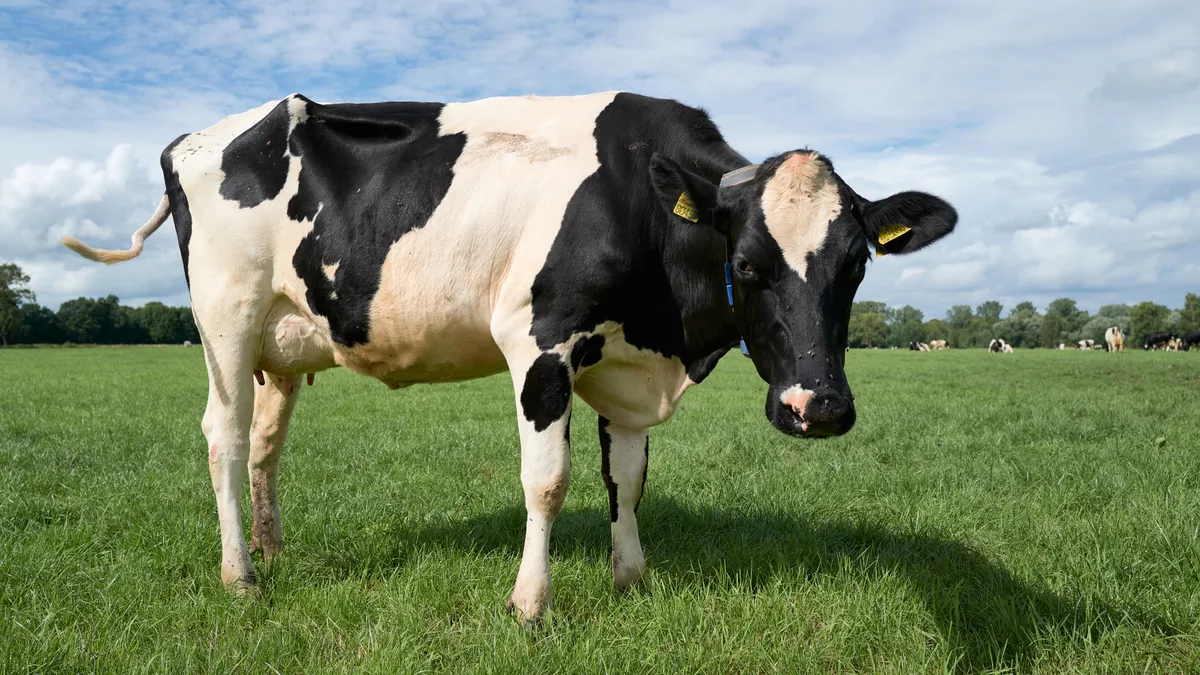 A dairy cow is seen standing on grass