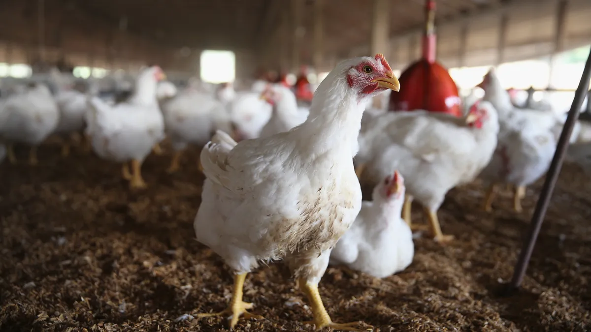 A group of chickens are seen inside a barn