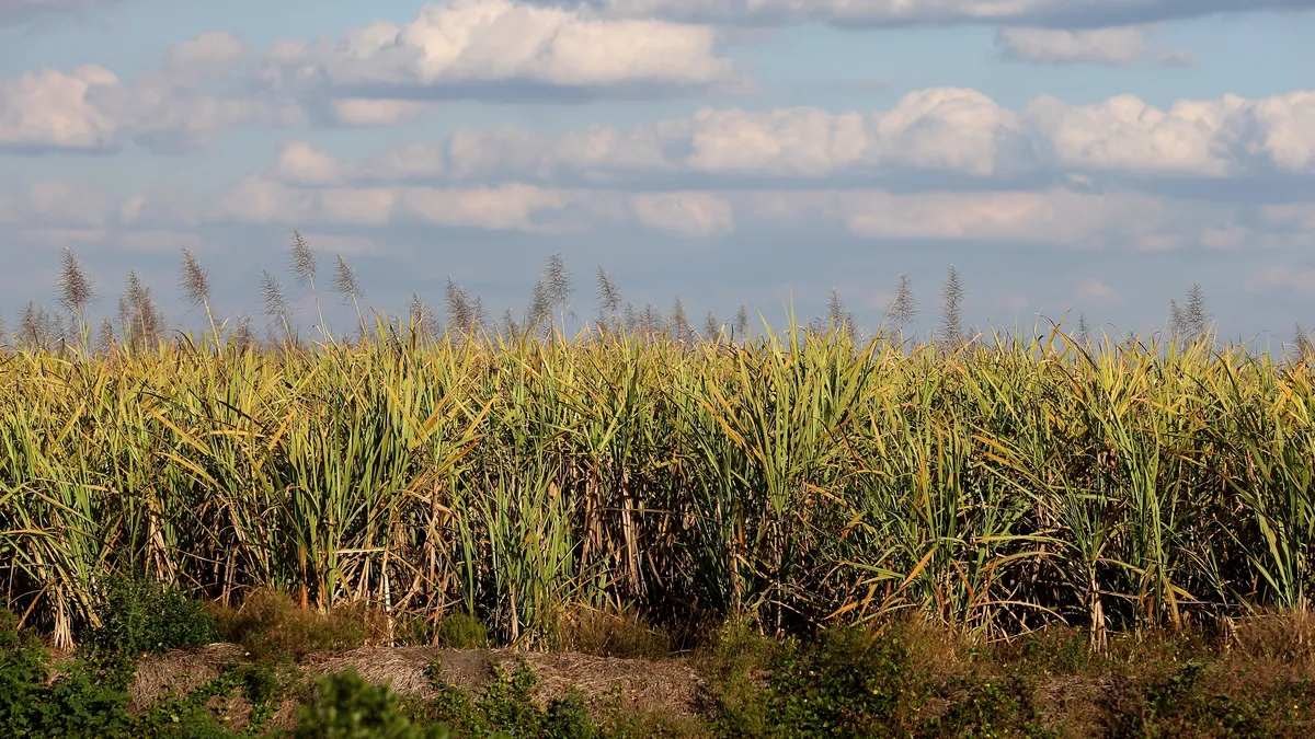 Sugar cane is seen in the fields in Clewiston, Florida.