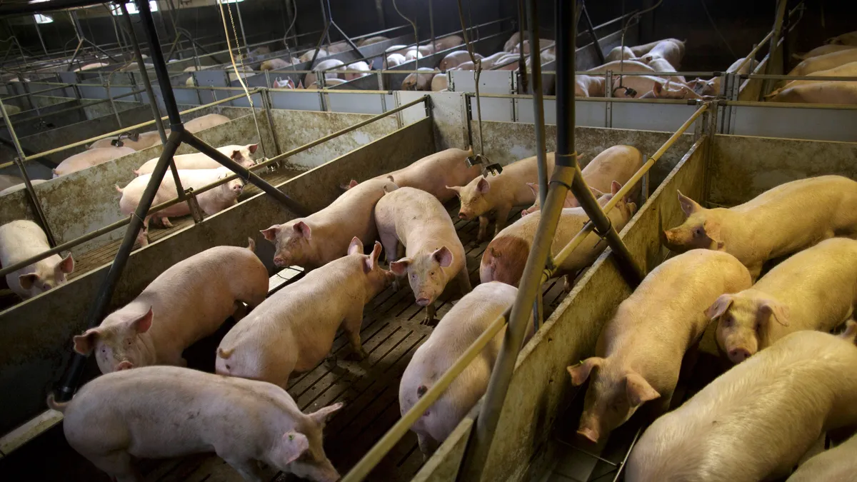 Pork farming producer