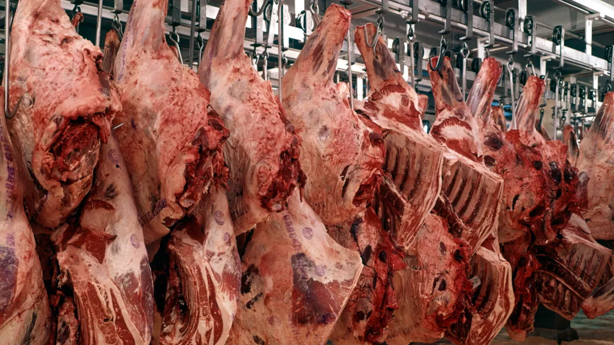 Sides of beef hang in a meat locker.