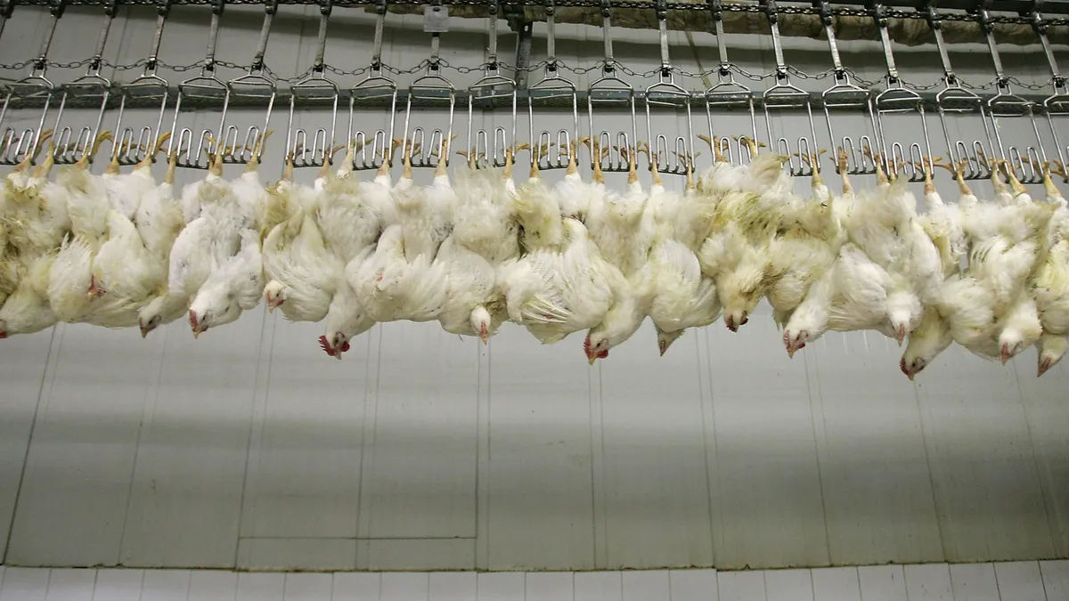 Chickens hang upside-down before processing.