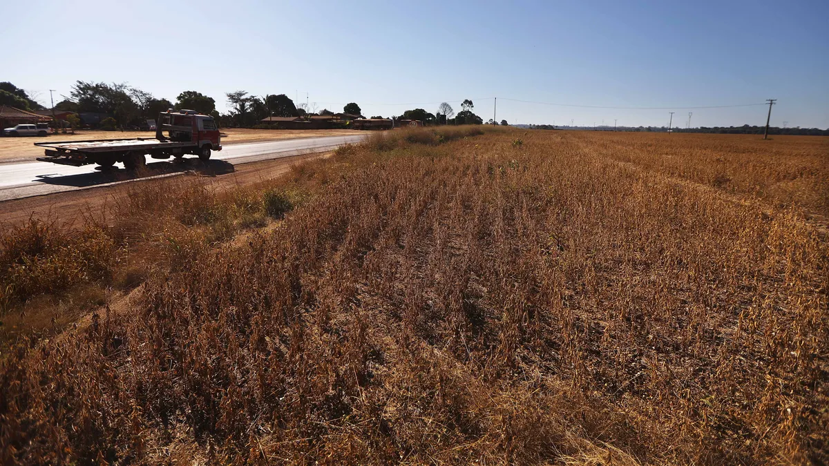 A truck passes a soyfield.