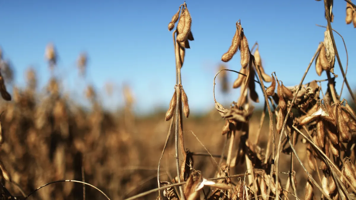 Soybeans grow near Ariquemes, Rondonia state, Brazil in 2017.