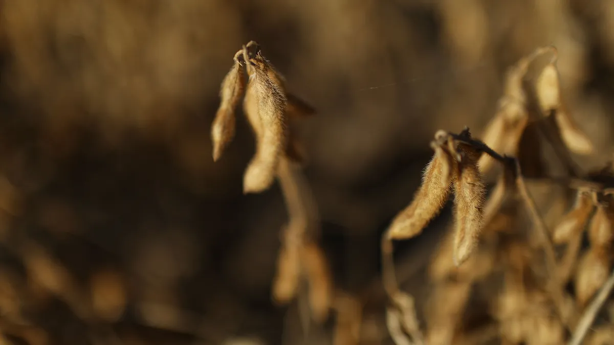 a close up view of a soybean plant