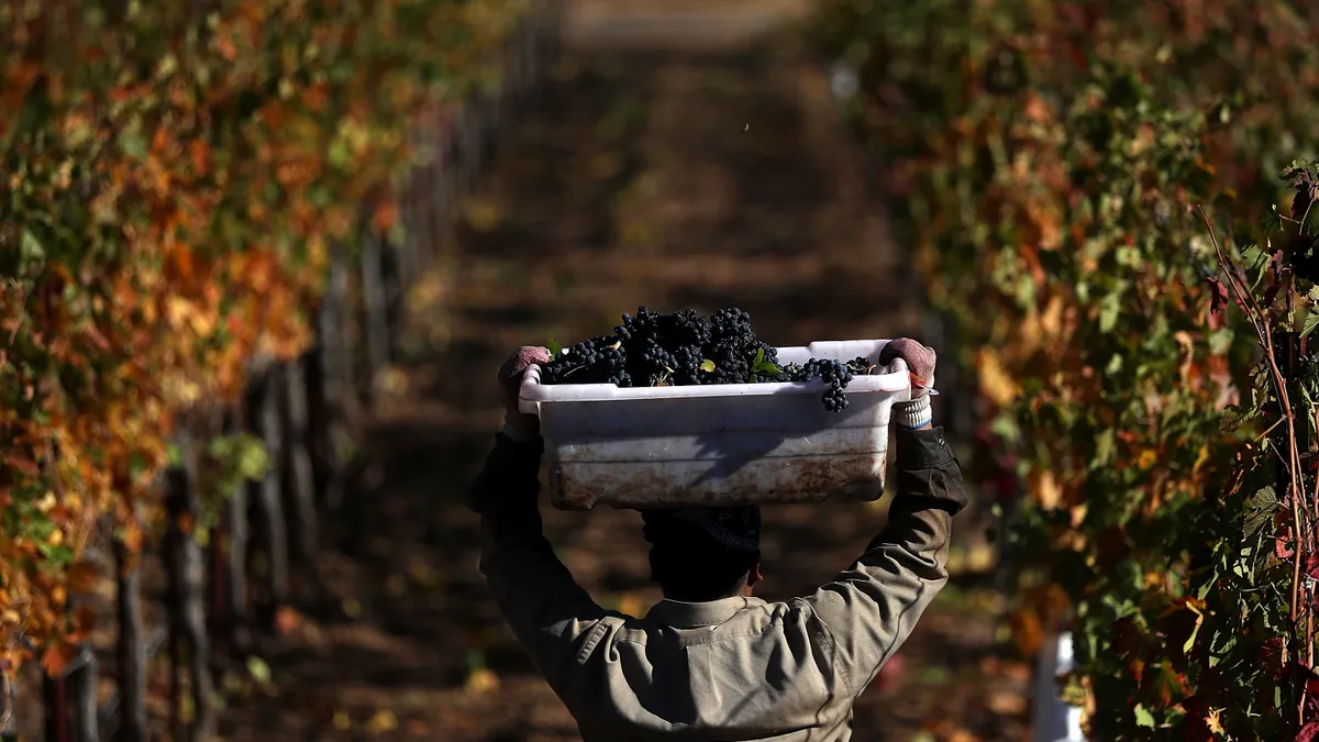 A worker walks carrying a basket of harvested grapes