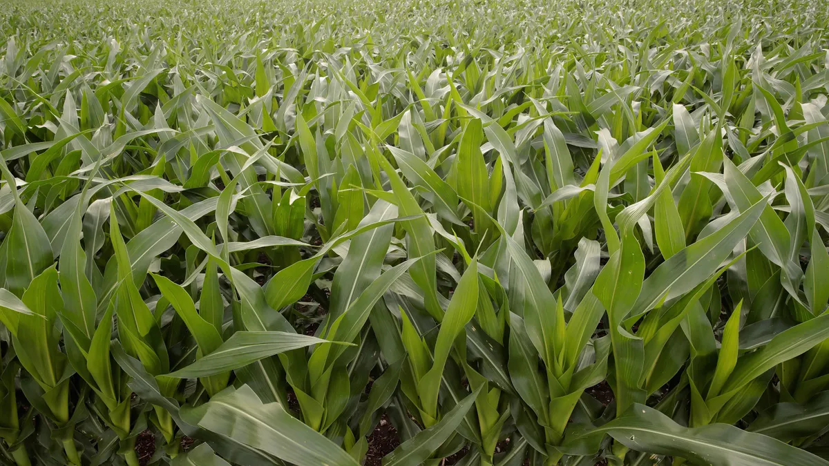 corn plants are seen sprouting from the ground