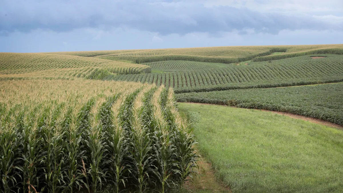 Corn and soybeans grow on a farm near Tipton, Iowa.