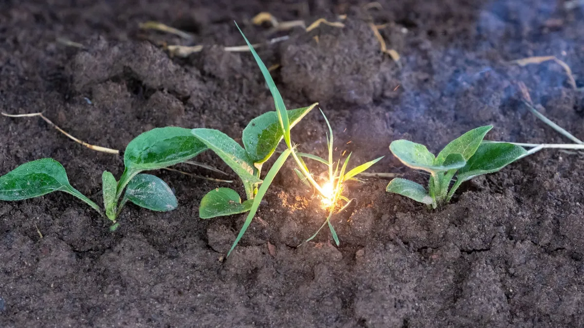 Weeds get zapped by Carbon Robotics' LaserWeeder technology on a farm.